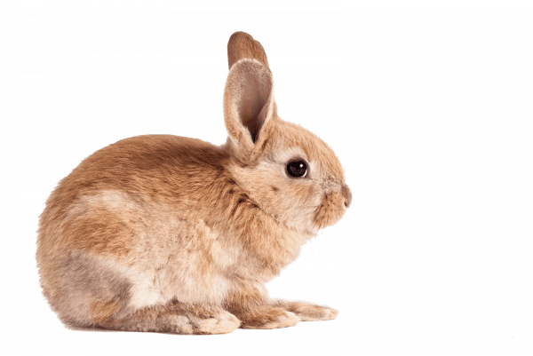 bunny bunny