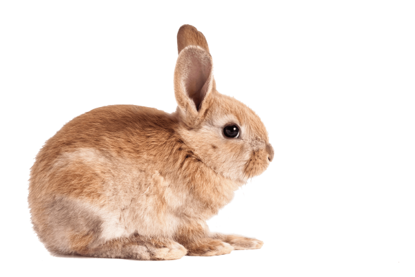 bunny bunny