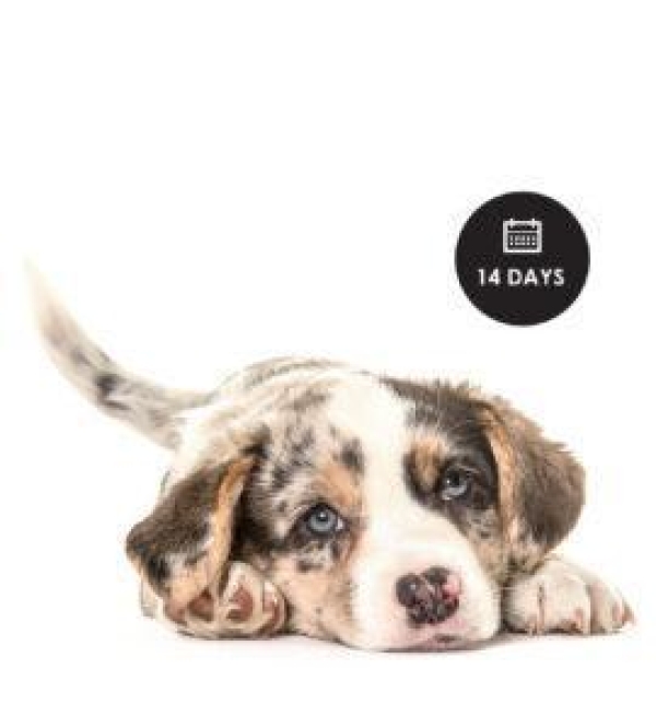 dog-270×300 dog-270x300